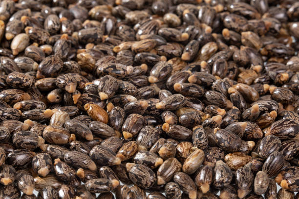 The Matel International - WhatsApp Image 2025-09-29 at 10.23.49 AM